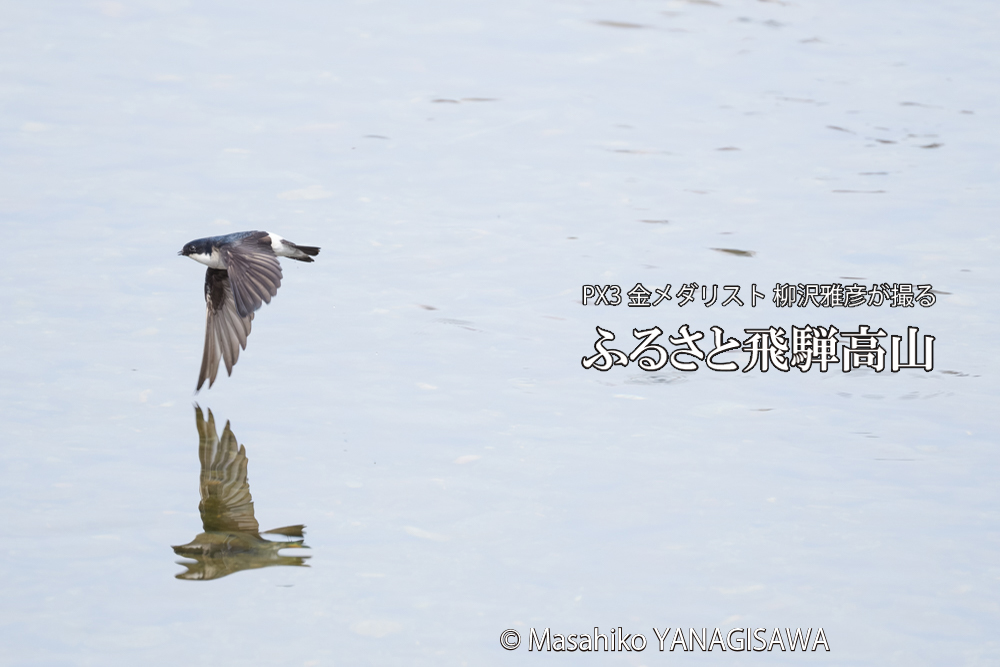 飛騨高山に棲むイワツバメの写真です。
