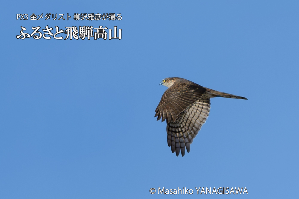 飛騨高山に棲むハイタカの写真です。