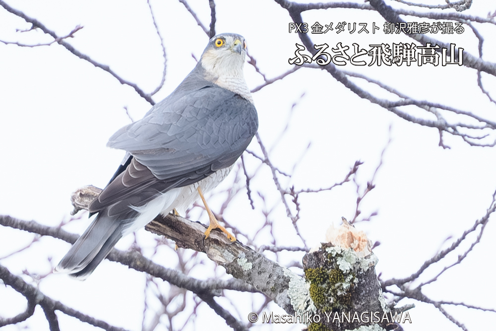飛騨高山に棲むオオタカの写真です。