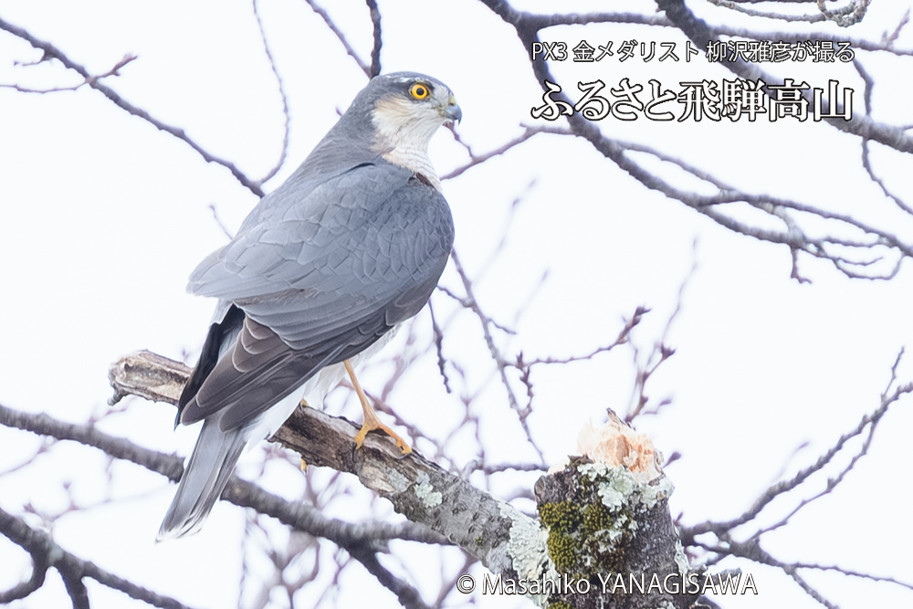 飛騨高山に棲むオオタカの写真です。