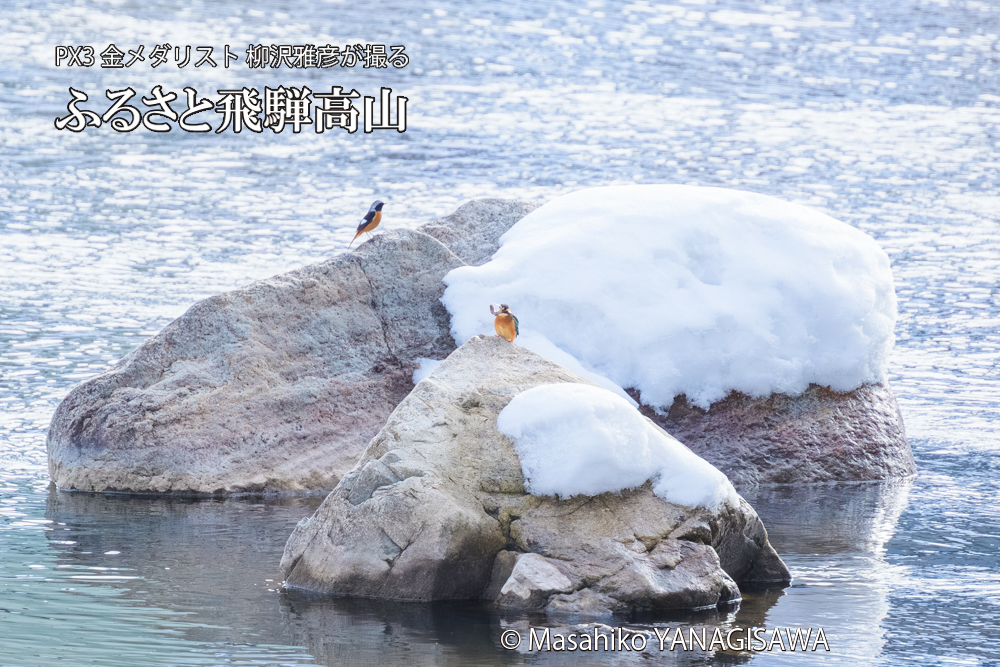 飛騨高山に棲むカワセミ雌とジョウビタキ雄の写真です。