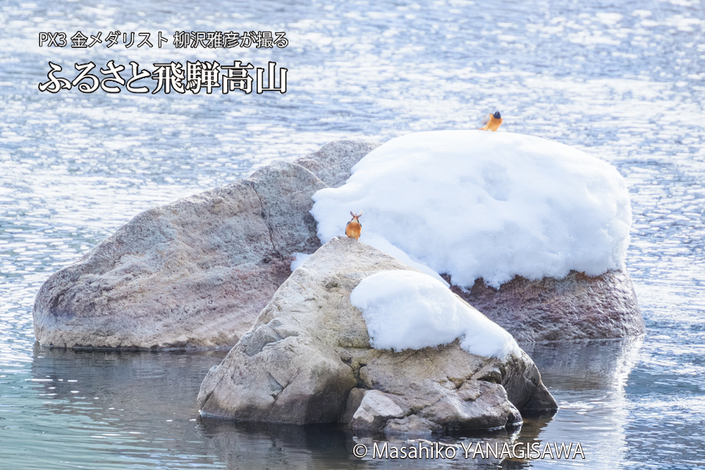 飛騨高山に棲むカワセミ雌とジョウビタキ雄の写真です。