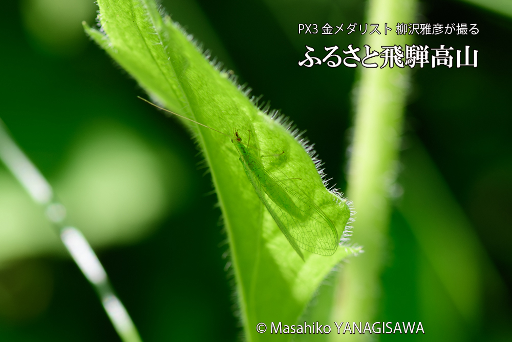 飛騨高山に棲むクサカゲロウの写真です。