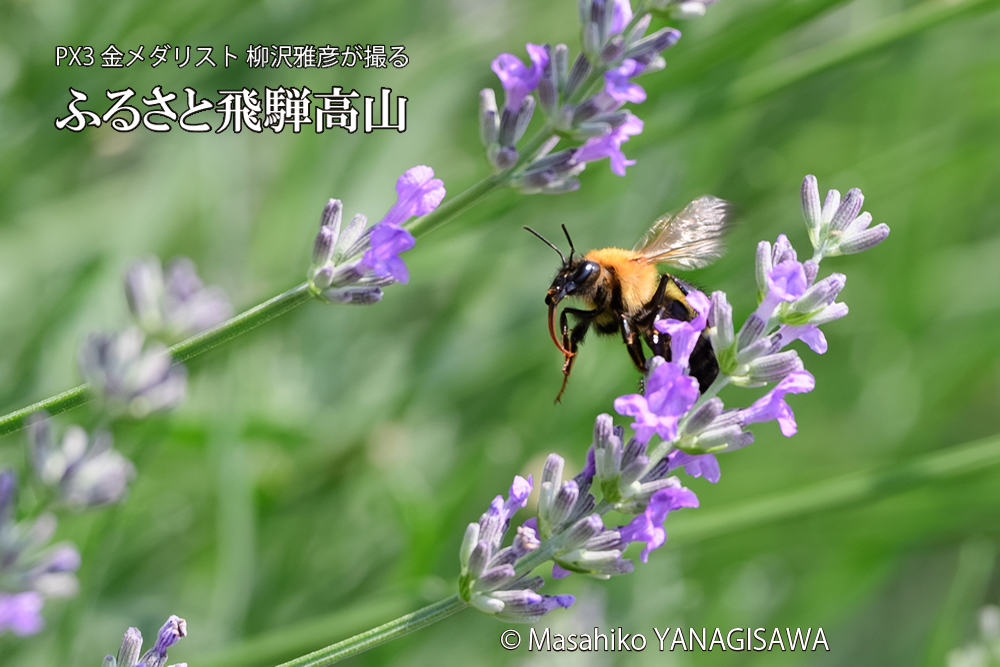 飛騨高山に棲むクマバチの写真です。