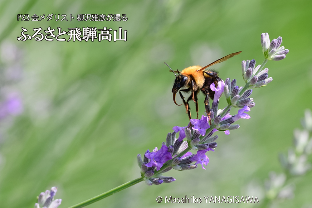 飛騨高山に棲むクマバチの写真です。